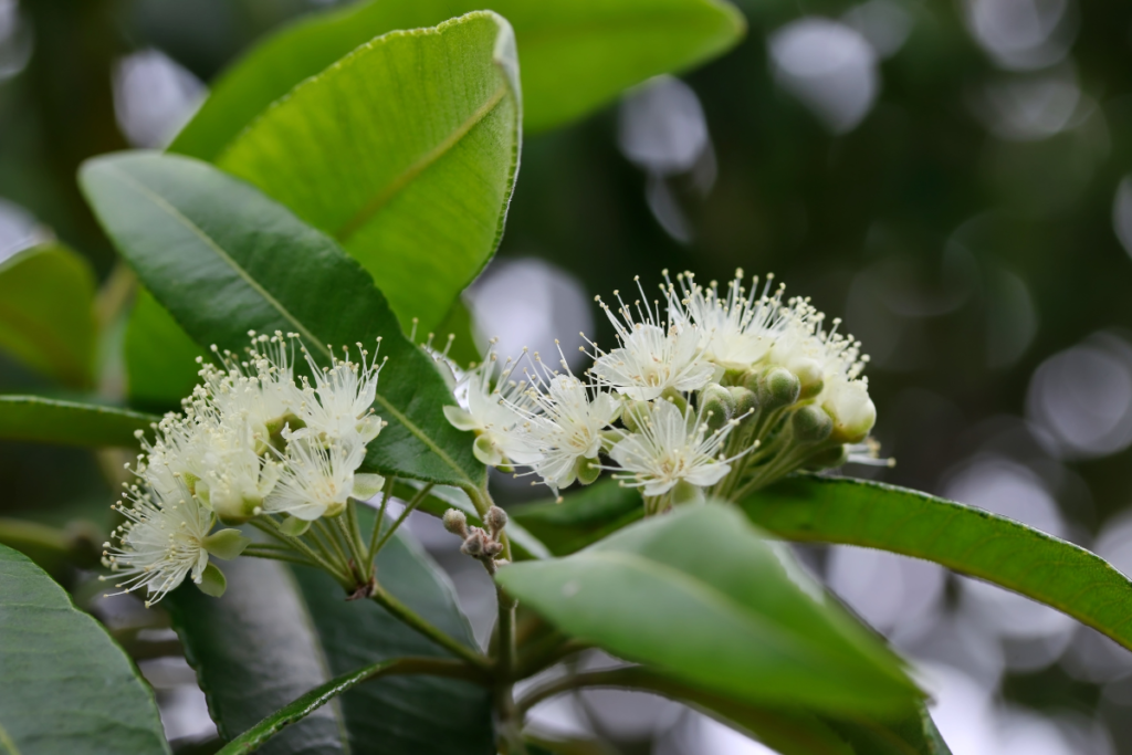 Lemon myrtle oil is high in citral.