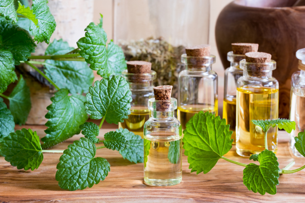 Melissa oil (or lemon balm) is high in citral.