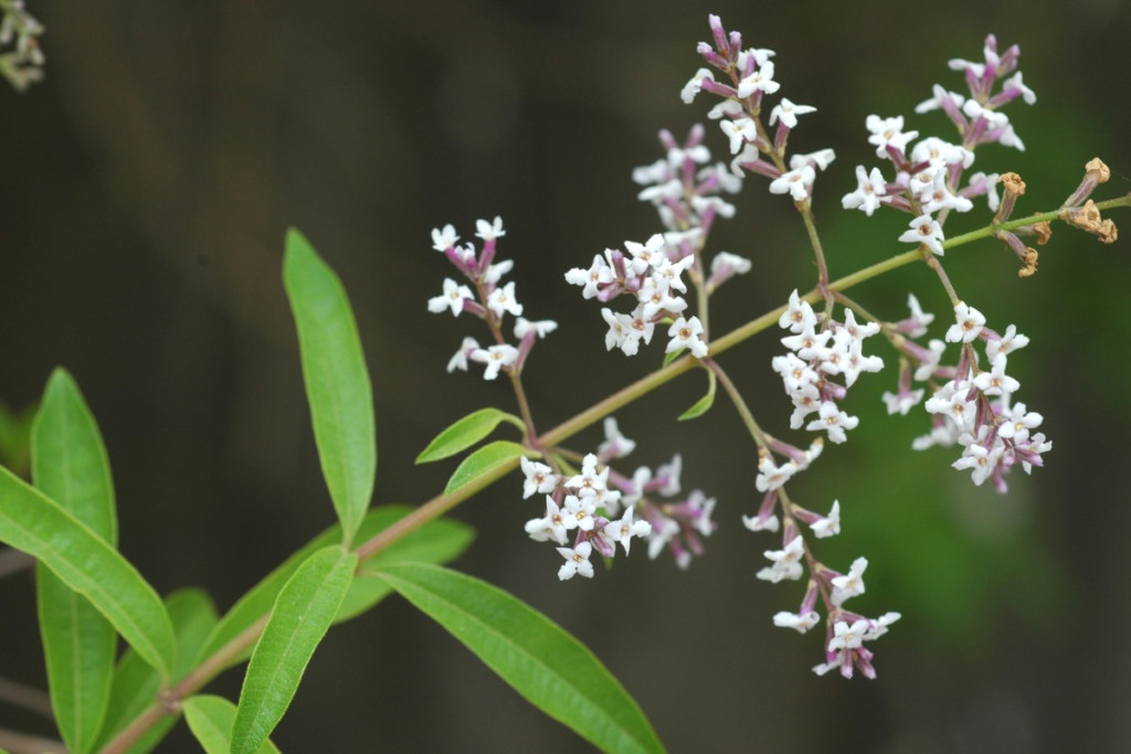 Lemon verbena oil is high in citral.