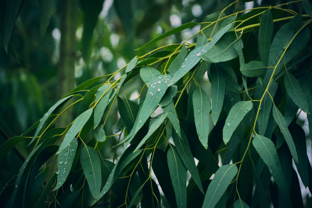 Eucalyptus essential oil.