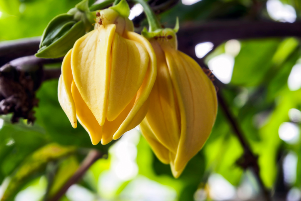 Ylang ylang oil is high in phenols anethol and vanillin.