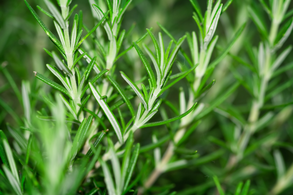 Rosemary oil is high in carnosic acid and carnosol and flavonoids. 